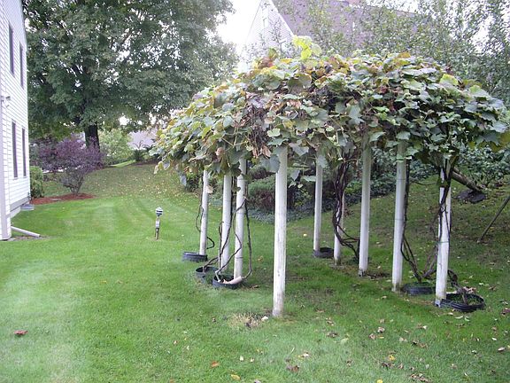 Grape arbor 