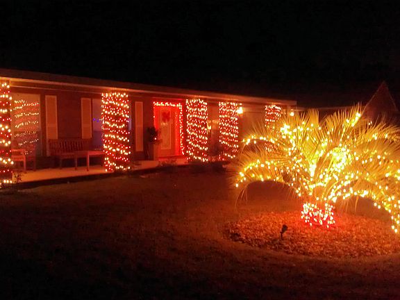 Christmas palm tree!