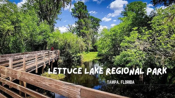 Scenic outdoor boardwalk overlooking a calm waterway, surrounded by mature trees and lush greenery.