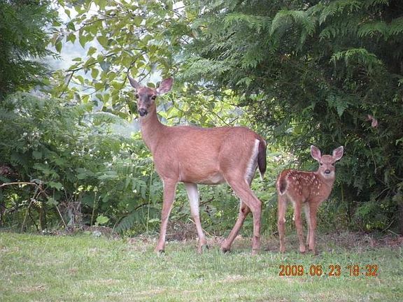 It's so peaceful and private...almost 3 acres...own freshwater well...