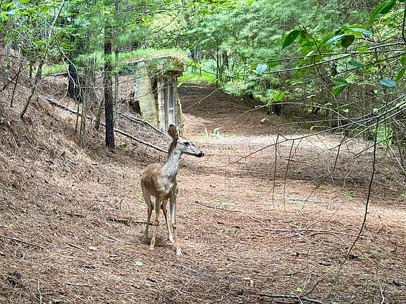 5th image of 4782 Squirrel Hunting Rd