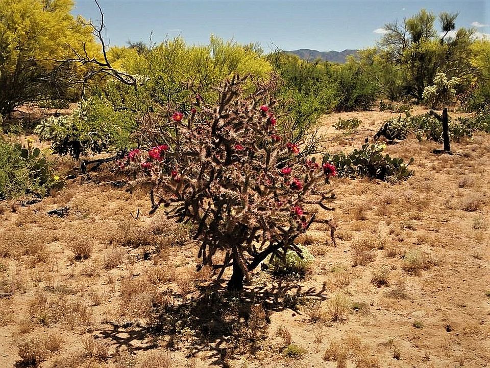 cactus flowers on property