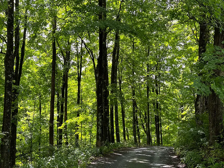 Harvey Mountain Rd — Photo 31