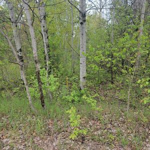 LOT 42 E Roberta Dr, Roscommon, MI, 48653