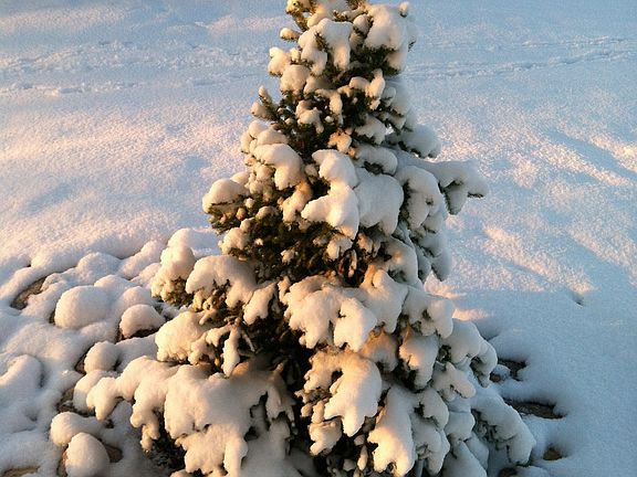 Northstar Spruce
