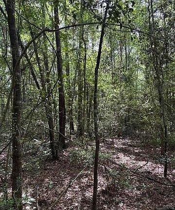 3rd image of Old White Oak Rd