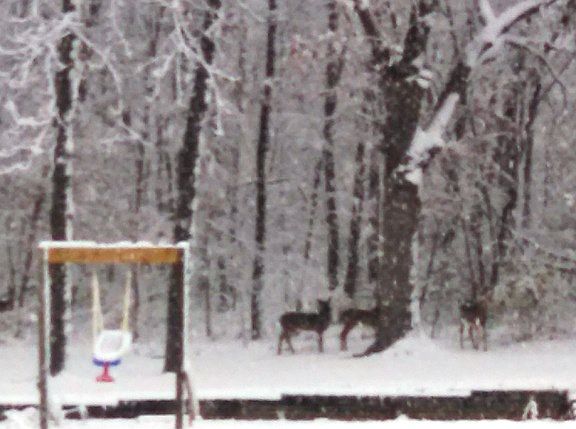 Deer Paying a Visit