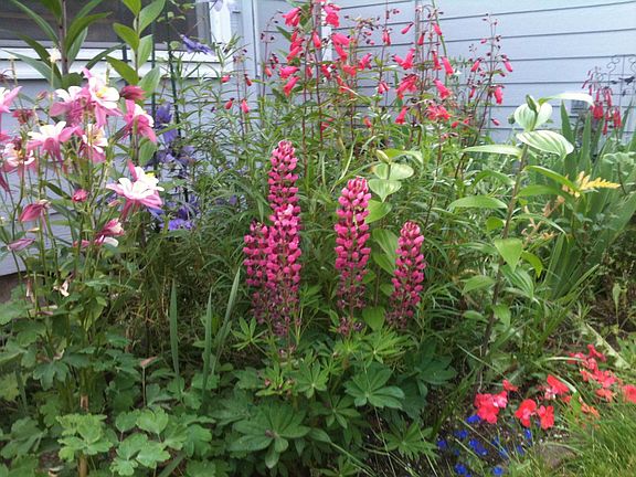 Perrenial flower garden