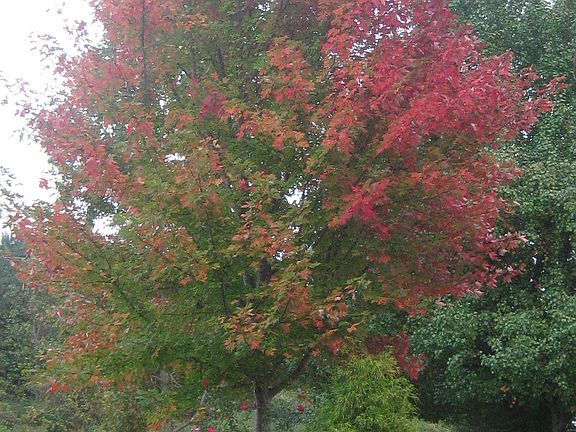 Autumn Blaze Fall Color.