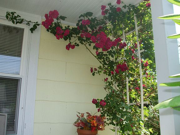 Roses on front porch