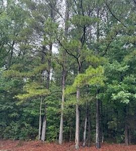 Hull Rd, Empire, AL, 35063