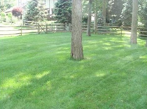 with mature trees