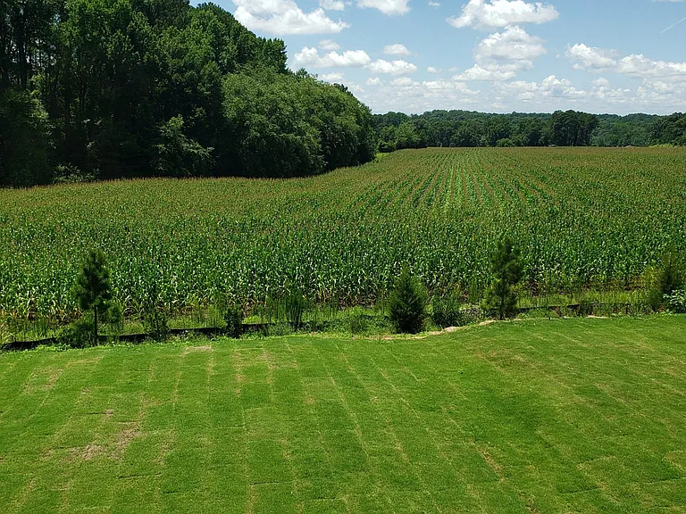 view from backyard