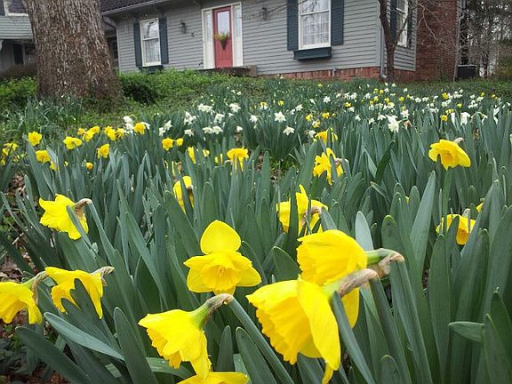 Natural daffodils & bluebell