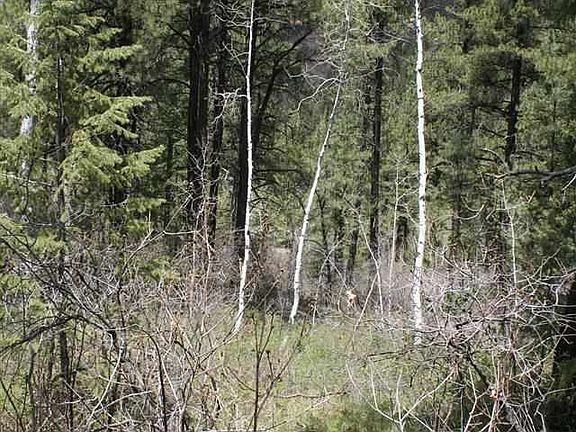 2nd image of 2219 Bear Creek Canyon Rd