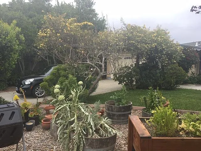 Backyard looking into driveway