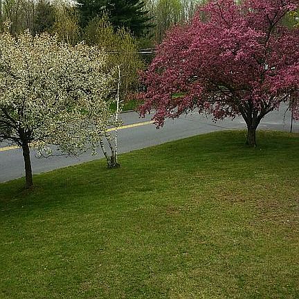 beautiful spring blooms 