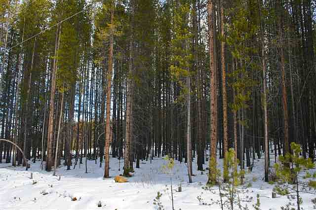 1st image of 14 Lodgepole Ln W