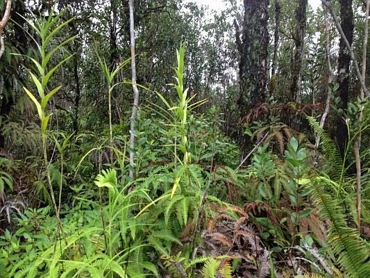 2nd image of Road 3 Hopue Lot 3280