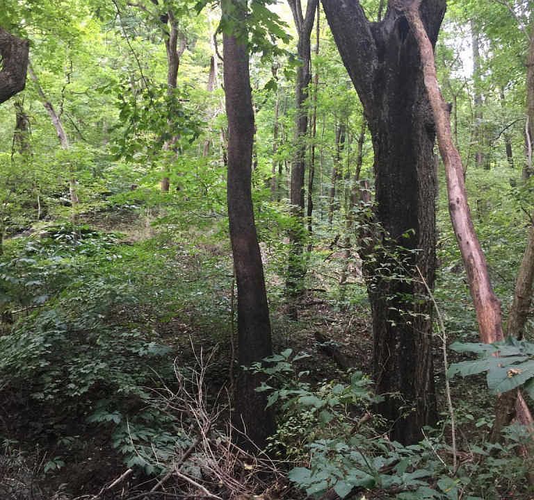 2nd image of Sugar Maple Ln