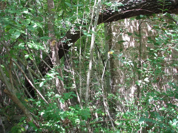 0 Old Tribble Ln Lot 88.00, New Johnsonville, TN 37134