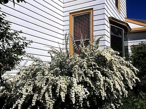Spirea & Pollinator Garden