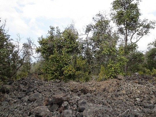 1st image of King Kamehameha Blvd Lot 16