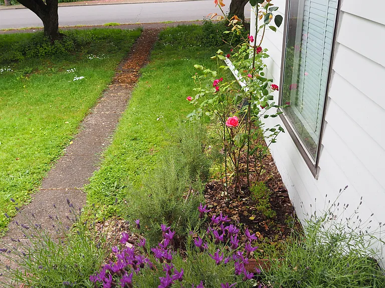 Lavender and rose bushes looking south from front door.