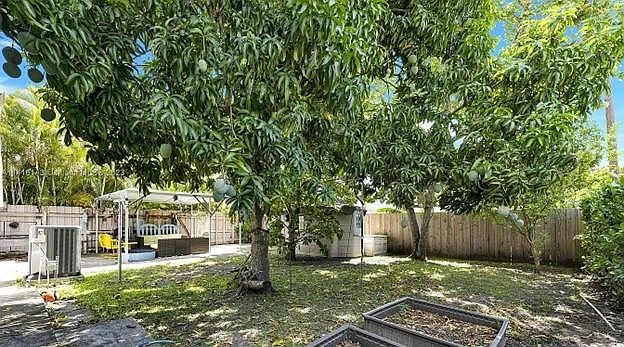 Mango tree