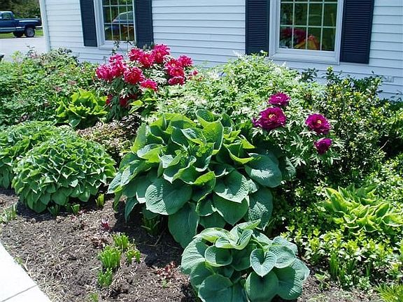 extensive perennial beds