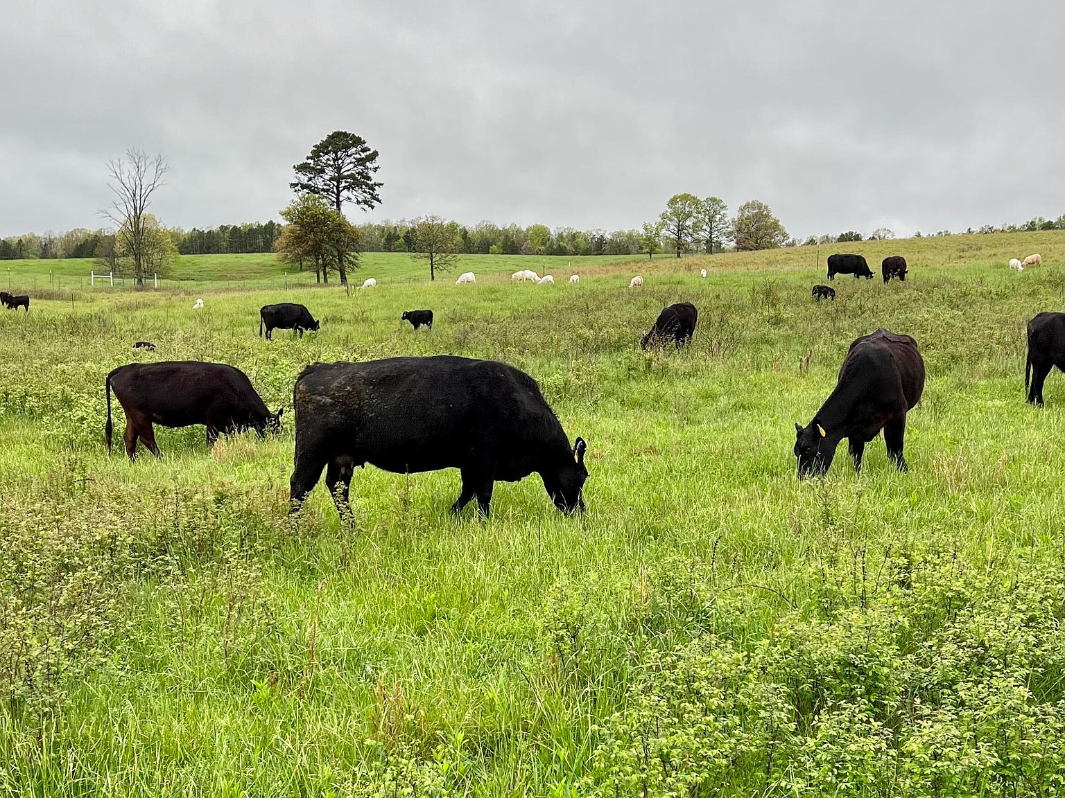 17737 Cr 427, Summersville, MO 65571 MLS 60249754 Zillow