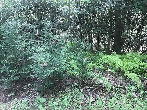 2nd image of 401 Mount Olive Ln