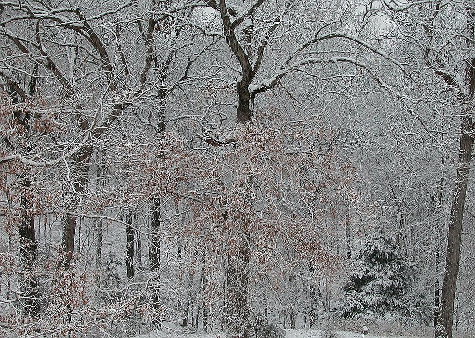 backyard in winter