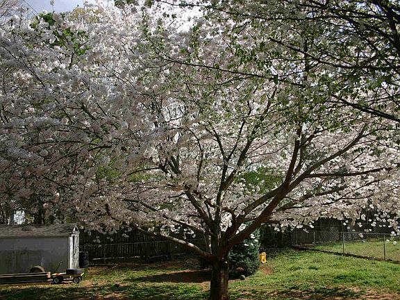 Level fenced yard with storage shed
