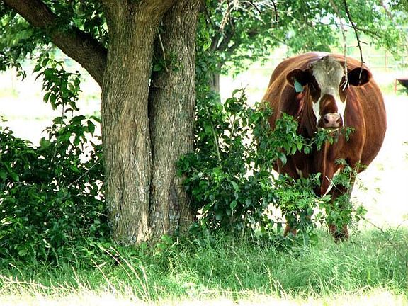 Cow included with purchase