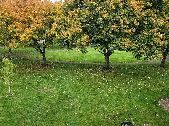 Backyard View