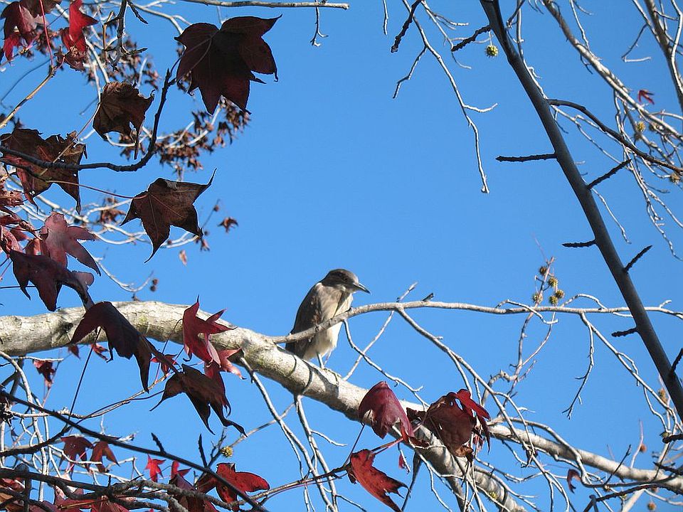Night Heron Outside Yard
