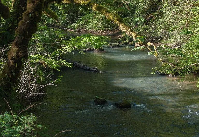 Paradise Creek Rd — Photo 10