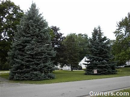 Two Beautiful Blue Spruce Trees