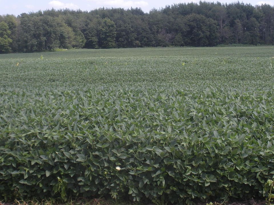 2nd image of 0 Watkins Rd