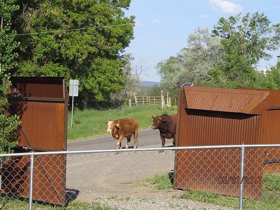 Neighbors Visiting