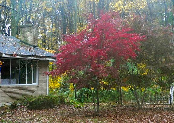 View from mailbox in fall