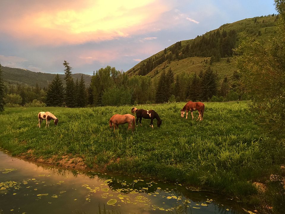 View from the back porch
