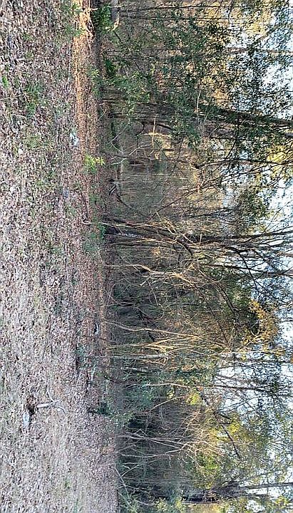 2nd image of 205 Norma Dr