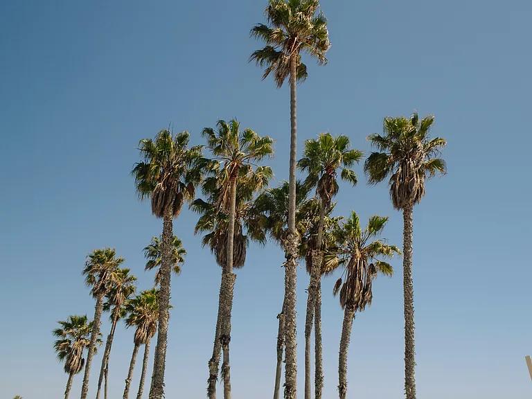 Ella Abbot Kinney — Photo 43