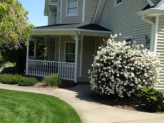 snowball bush