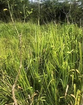 4th image of 16th Avenue Laau Paina Lot 648
