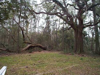 Mimosa Cv #7, Ocean Springs, MS, 39564