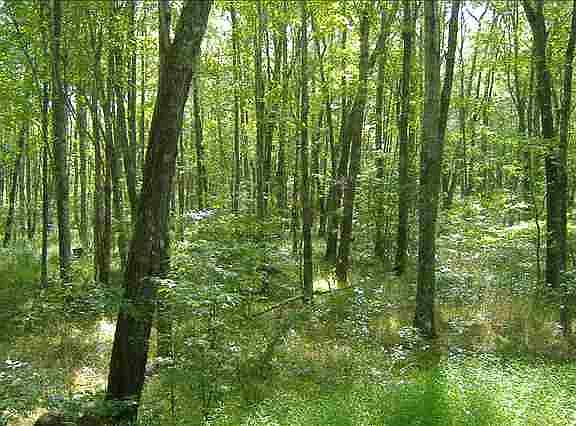 5th image of Rt 686 Gullion Fork Road