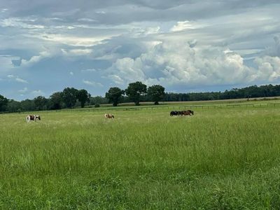 1346 NE 709th Ave, Old Town, FL, 32680